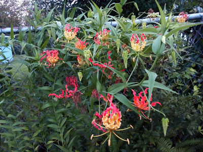 [The leaves are more than a foot long and relatively narrow as they extend from a wider base to a pointed tip. There are nearly two dozen flowers in various stages of blooming on the plant. The bloom closest to the camera is the fully bloomed one from the prior set of photos and thus has the most yellow and red color. Other spent blooms have all red petals. Some blooms are still in their fully green stage completely closed and hanging from the branches like green triangular pods.]